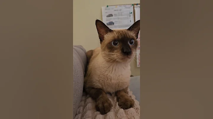 Video 11094041: siamese cat pets, siamesecat pets