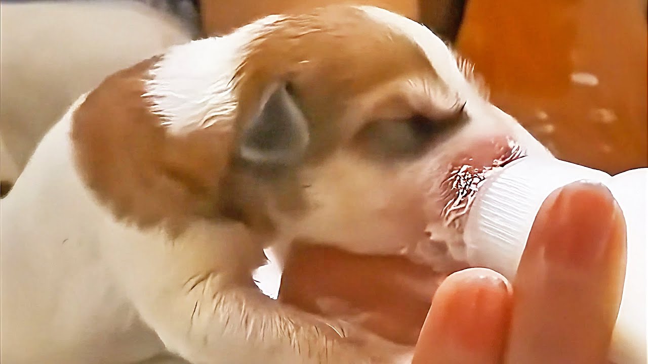 Пять маленьких щенков были смыты дождем. Дядя принес их домой и заботливо ухаживает за ними