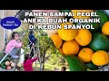 PANEN BUAH BUAH ORGANIK DI KEBUN SPANYOL RASA KAMPUNG