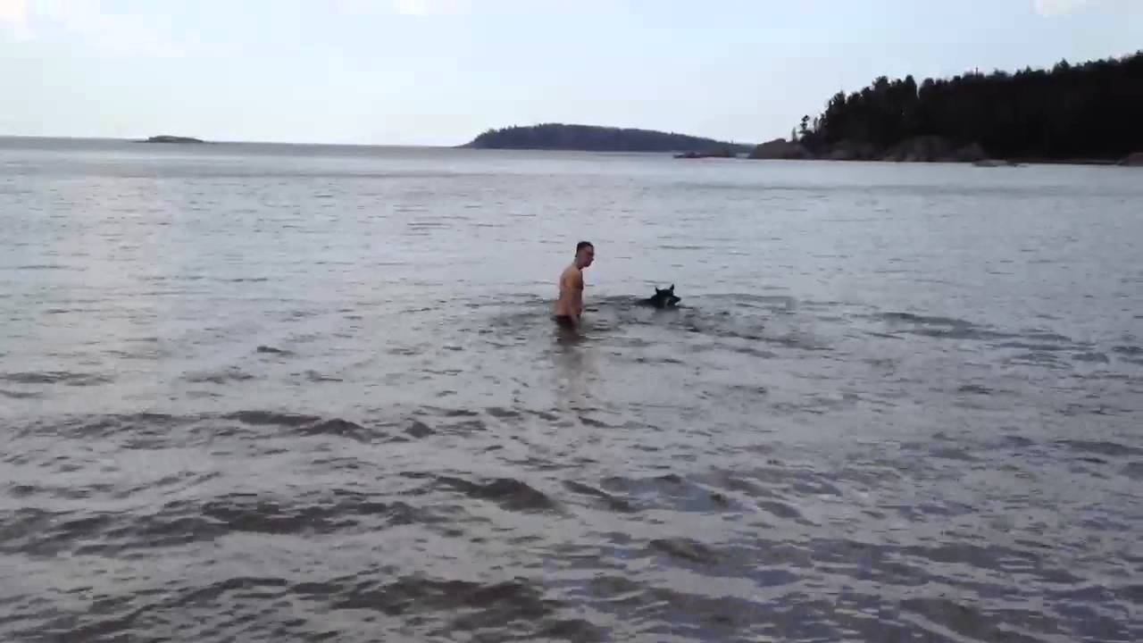 Zeus goes swimming after a stick in lake superior