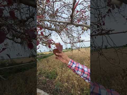 लाल पत्तों वाला पीपल का पेड ///स्नेकमैन सतीश( फफडाना)-9255130130