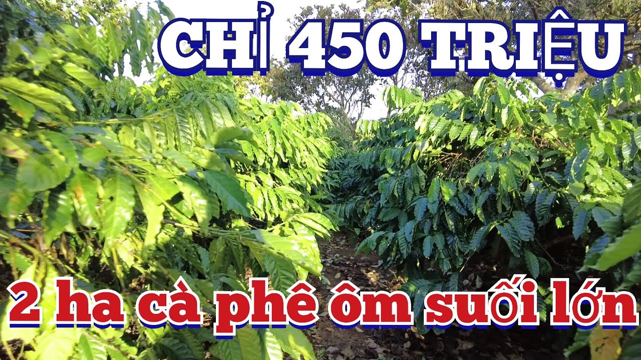 Chỉ 450 triệu mua ngay 2 ha đất ôm suối lớn có 500 cây cà phê và hơn 100 cây điều lớn quá tuyệt vời
