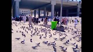Uçun Kuşlar Medine’ye Selam Verin Muhammed’e ‎ﷺ ...
