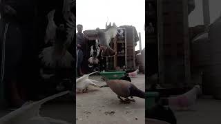 😱😱🕊️#kabootarba #raisenpigeons #pigeon #kabutarlove #pigeonlaver #kabutar #kabootar #kabutarpets