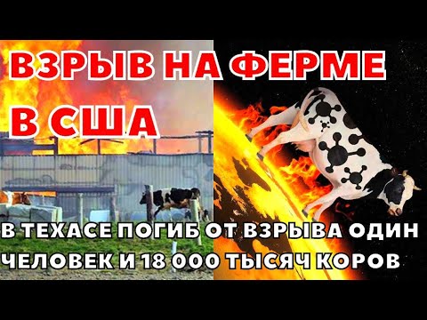 Видео: Молли умерла на животноводческой ферме?