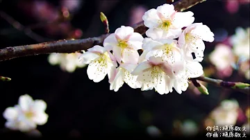 تحميل 桜坂 歌詞 تحميل 桜坂 歌詞