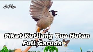 Pikat kutilang TUA HUTAN gacor asli alam liar, sekali putar langsung nyaut🦅