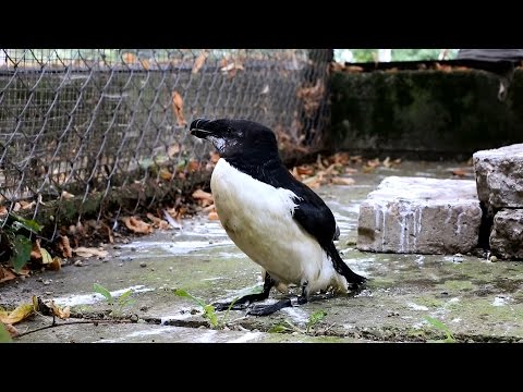 Video: Paprastoji žąsis yra paukštis iš Raudonosios knygos