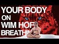 Control your Breath, Control your Body (Wim Hof Explained)