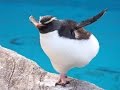 Прикольные пингвины/Funny penguins
