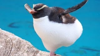 Прикольные пингвины/Funny penguins