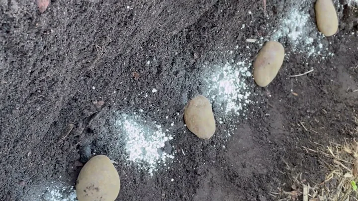 Daves veggie patch - how to plant potatoes for bes...