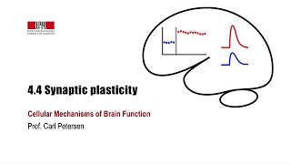 4.4 Synaptic plasticity