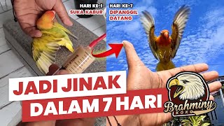 7 HARI Melatih Lovebird / How to Train Lovebird