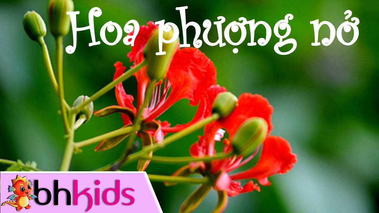 Mùa Hoa Phượng Nở - Tu Hú Kêu Hoa Gạo Nở - youtube