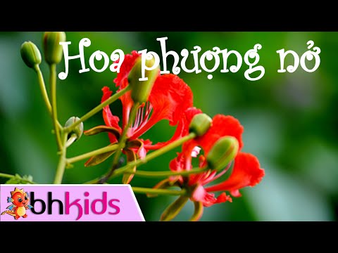 Video Mùa Hoa Phượng Nở - Tu Hú Kêu Hoa Gạo Nở - youtube