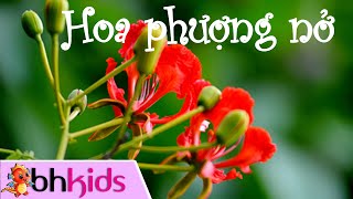 Mùa Hoa Phượng Nở - Tu Hú Kêu Hoa Gạo Nở