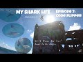 MY SHARK LIFE Season 2 - Episode 7 &quot;CODE FLIPPER&quot;  (@WildlifeWithRyan 2022 ) #Vlog #sharks