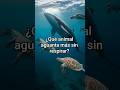 ¿Qué animal aguanta más sin respirar bajo el agua?