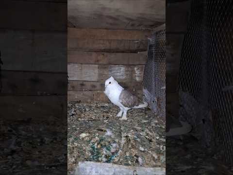 kabutar attitude video ❤️🕊 #pigeon #viral #kabootar #trending