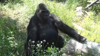 Тоні - рівнинна горила з Київського зоопарку.