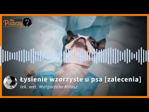 Łysienie wzorzyste u psa | Lek. wet. Małgorzata Miłosz