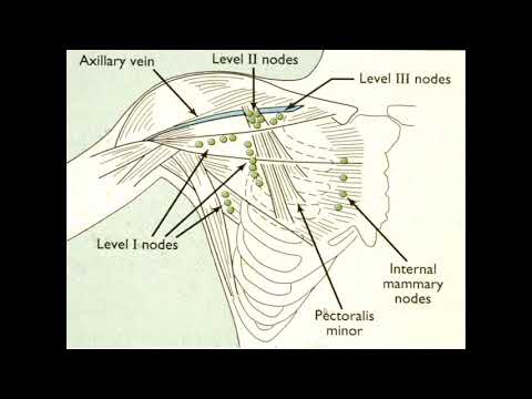 mamma anatomie en fysiologie