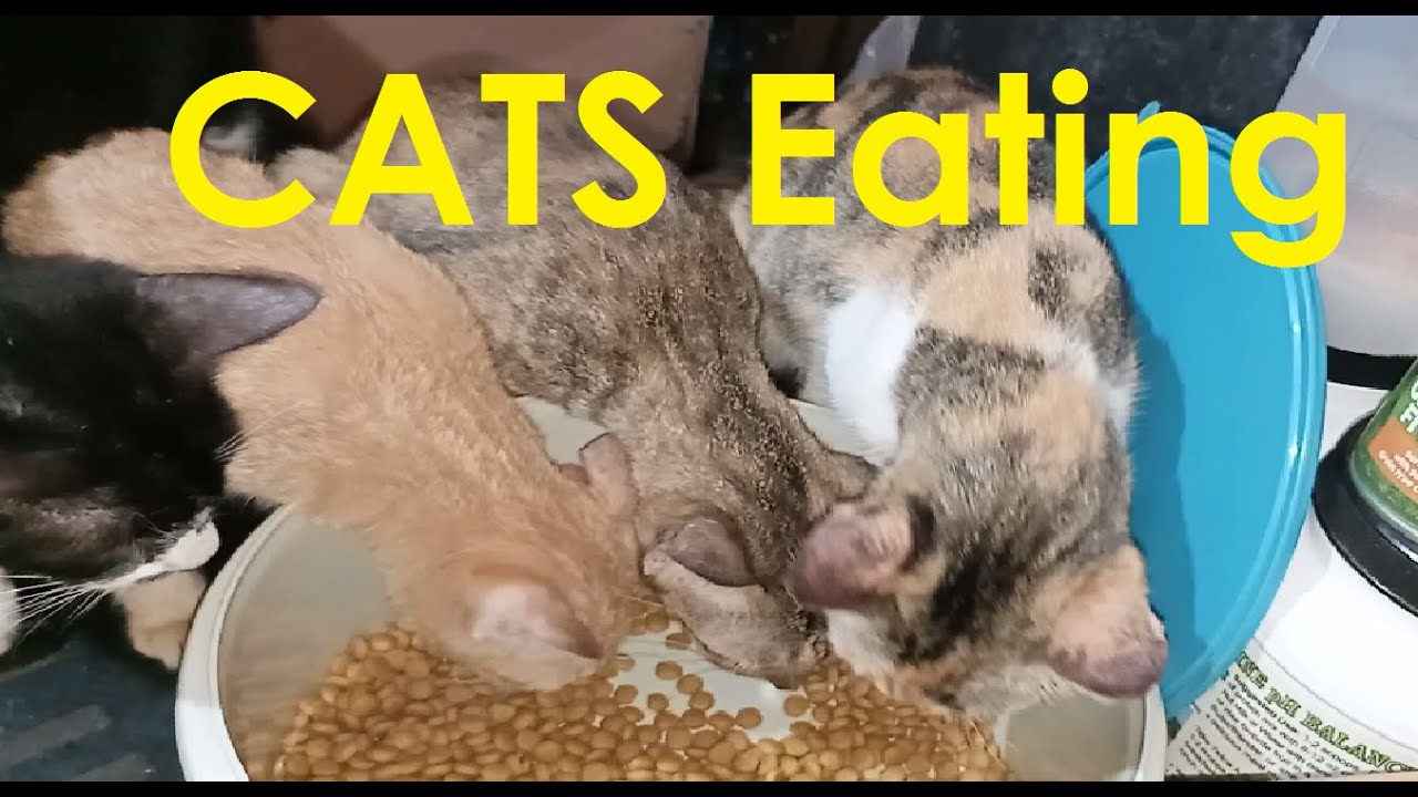 CATS Eating YouTube