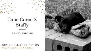 Pets for Sale   Post Free Pets Classified in UK   Grabdear