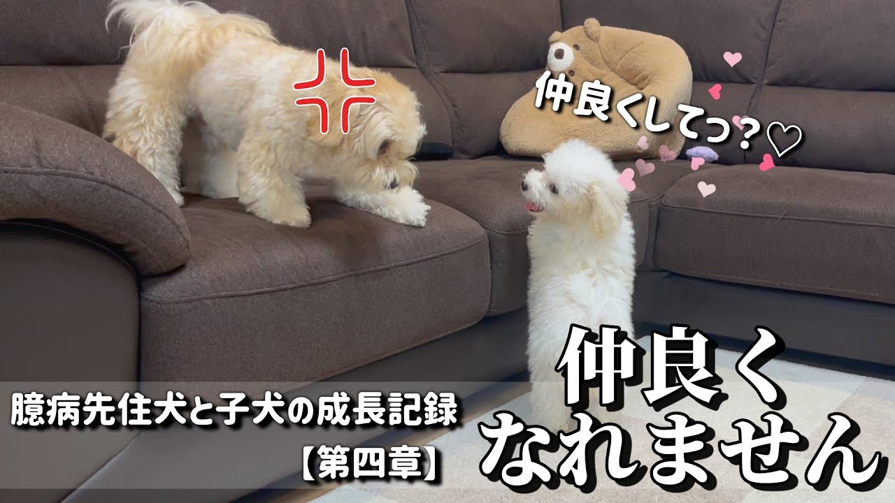 【成長記録】もう無理かも…先住犬のギャン吠えが止まりません。【臆病先住犬と暴れん坊子犬の物語：第四章】