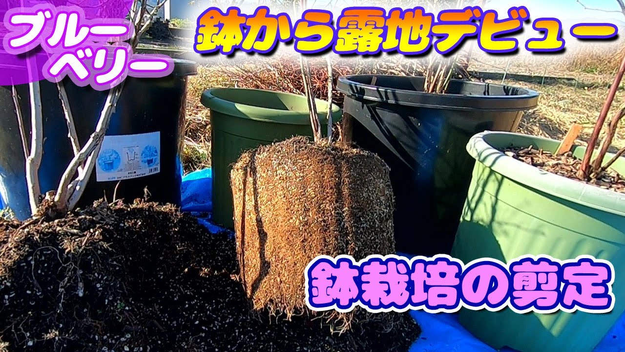 鉢栽培ブルーベリーの剪定と露地植え