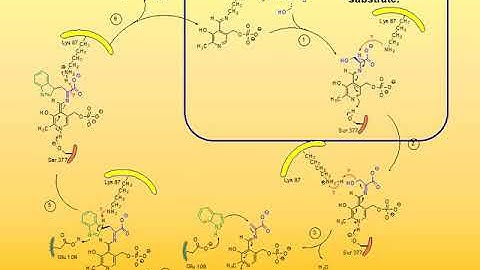 9  Biosynthesis of Tryptophan