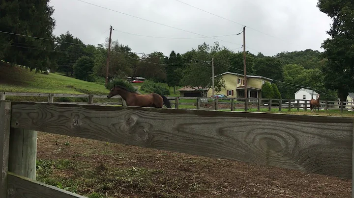 Horse Video