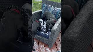 Tootsie And Rollie Eating Snow