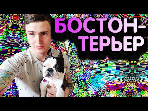 Моя собака | Бостон-терьер. Отзыв о породе 🅰