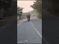 Elephant on the sonepur road vlog elephantpark india indonesia