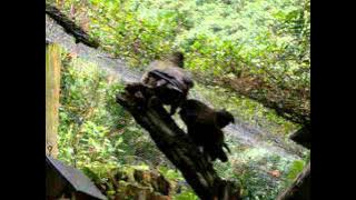 New male Kea meets female at Staglands.avi