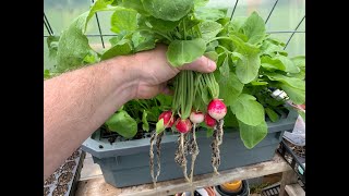 Hydroponic Radishes Using Kratky Set And Forget It Method