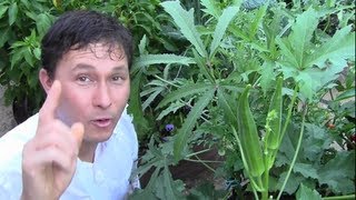 Top 7 Crops that Thrive in the Hot Summer Desert Vegetable Garden