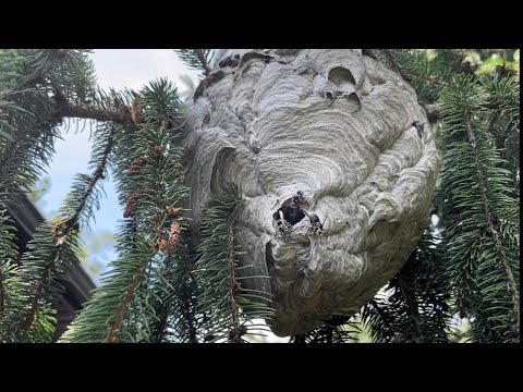 When To Spray Bald Faced Hornet Nest