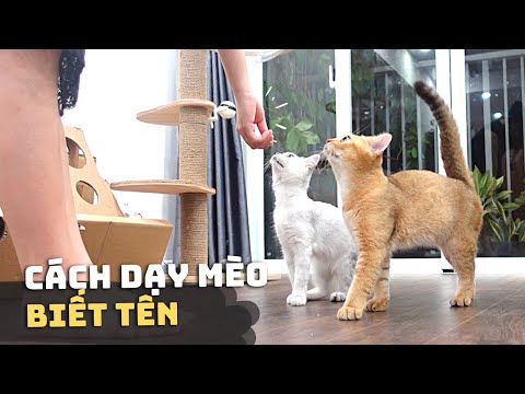 Video: 8 mẹo để đặt tên cho con mèo của bạn
