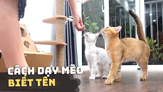 Cách Dạy Mèo BIẾT TÊN và CHẠY ĐẾN KHI ĐƯỢC GỌI 👋❤️