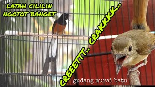 Masteran joss , murai power lagu joss