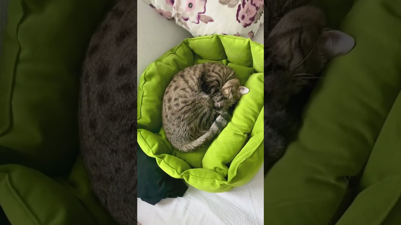 Cats can teach humans truelove, care, affection, interest, loyalty, devotion, nobility, perseverance