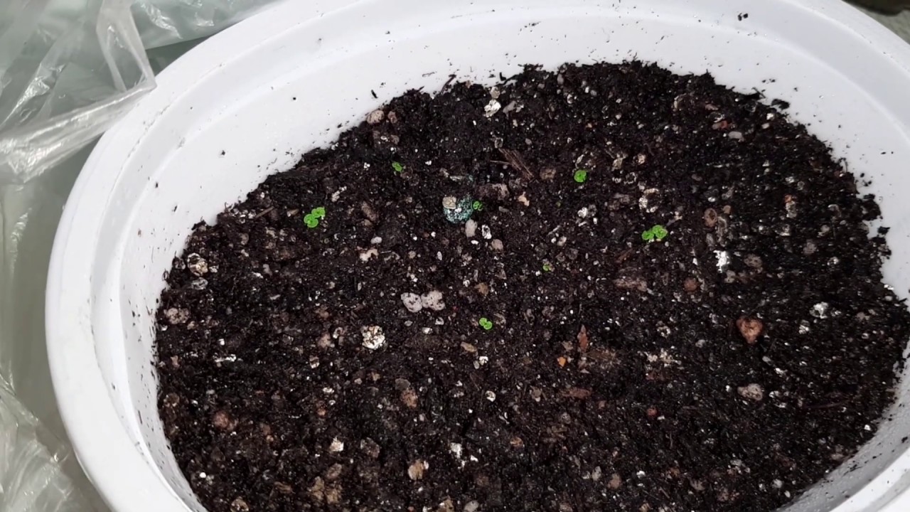 Begonya çiçeği nasıl çoğaltılır, tohumdan begonya çiçeği nasıl çoğaltılır.