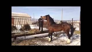Айгыры Бие Кунан Жабагы Кулын тяжеловозы Айгыры Бие Кунан Жабагы Кулын тяжеловозы