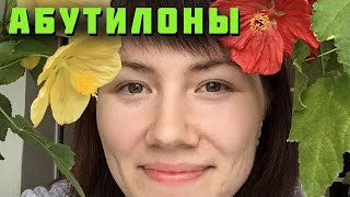 Абутилоны цветут круглый год!