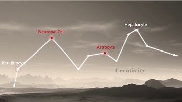 Differentiation of iPSCs