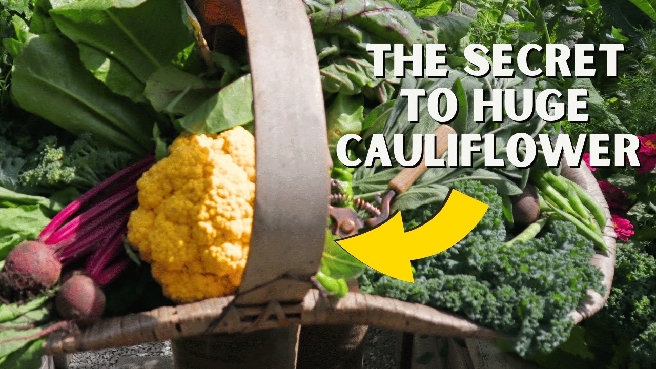 My #1 Secret To Grow Huge Cauliflower