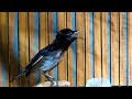 Konin Gacor Full Isian Terapi Air Ampuh Pancing Konin Bahan Cepat Bunyi Mp3 - Mp4 Download